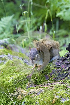 Squirrel