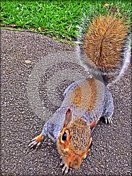 Squirrel