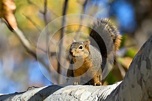 Squirrel