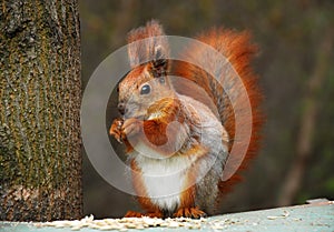 Squirrel