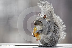 Squirrel