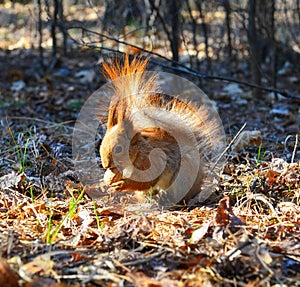 Squirrel