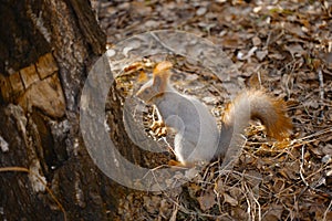 Squirrel