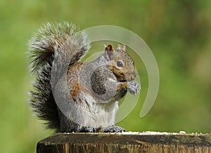 Squirrel