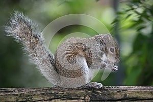 Squirrel