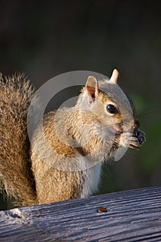 Squirrel