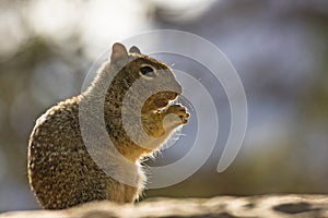 Squirrel