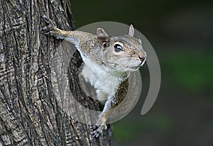 Squirrel