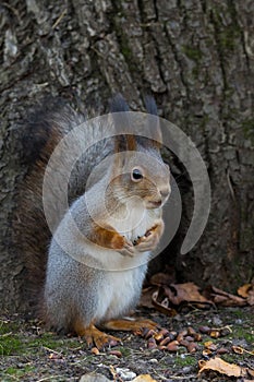 Squirrel