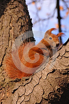 Squirrel