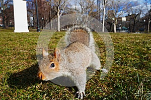 Squirrel