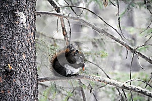 Squirrel