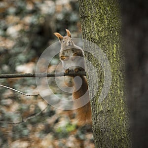 Squirrel