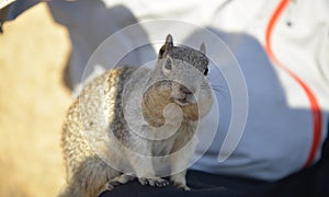 Squirrel