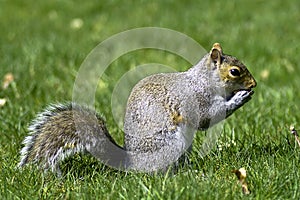 Squirrel