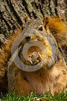 Squirrel