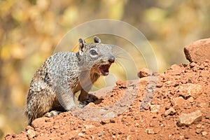 Squirrel on alarm in the Grand Canyon