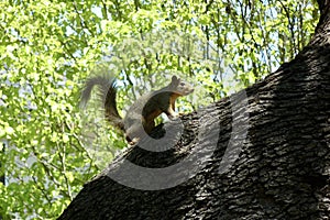 Squirrel alert in tree
