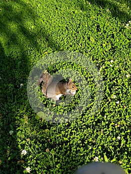 squirrel, animal, feeding, grass, park, naturel beauty.