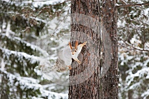 Squirrel animal with fluffy tail sits on tree in winter coniferous forest, natural habitat photo