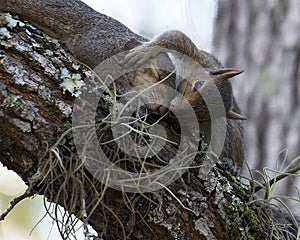 Squirrel Animal Stock Photos.  Squirrels couple embrassing kissing close-up profile view photo