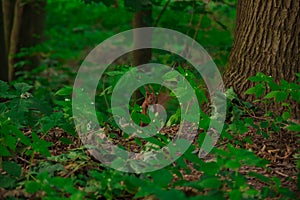 Squirrel animal theme portrait wilderness photography forest nature environment space in summer time, soft focus mammal head