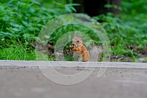 Squirrel animal wild small cute wildlife nature mammal fur tail, concept healthy lifestyle red funny for green and