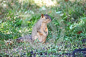 Squirrel