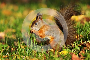 Squirrel in the autumn forest