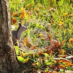 Squirrel in the autumn forest