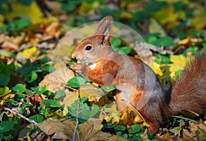 Squirrel in autumn forest