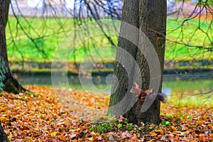 Squirrel in autumn forest, golden season