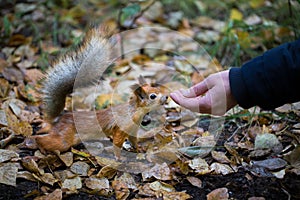 Squirrel in the autumn forest park. Squirrel in the autumn foliage takes the nuts from the hands
