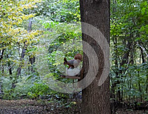 a squirrel in an autumn forest sits on its feeder