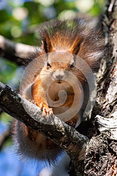 Squirrel in the autumn park