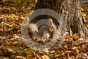 Squirrel in the autumn park