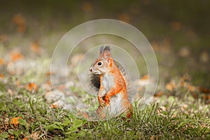 Squirrel in the autumn park