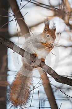 Squirrel in the autumn park