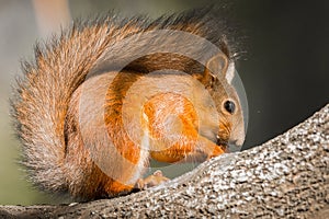 Squirrel in the autumn park