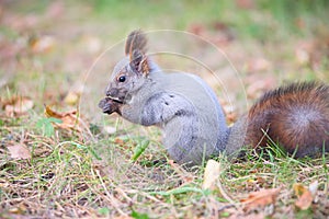 Squirrel in autumn park