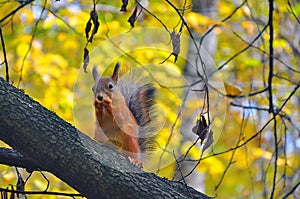 Squirrel in the autumn wood