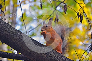 Squirrel in the autumn wood