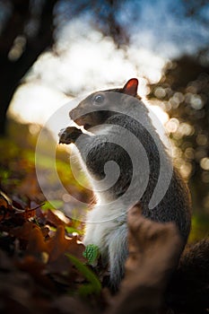 Squirrel in the autumnal park during sunset