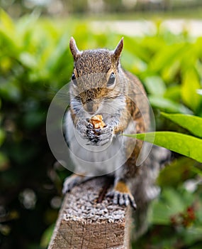 Squirrel in Aventura, Miami, Florida eating the walnut.