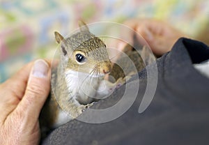 Squirrel baby