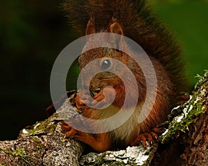 Squirrel baby, Sciurus vulgaris in closeup posing in a pine