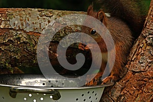 Squirrel baby, Sciurus vulgaris in closeup posing in in a spaghetti colander