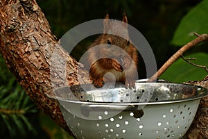 Squirrel baby, Sciurus vulgaris in closeup posing in in a spaghetti colander