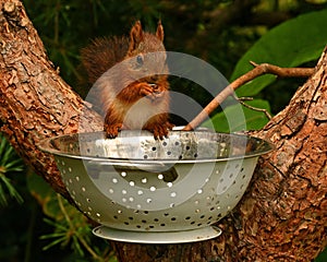 Squirrel baby, Sciurus vulgaris in closeup posing in in a spaghetti colander