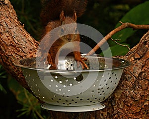 Squirrel baby, Sciurus vulgaris in closeup posing in in a spaghetti colander